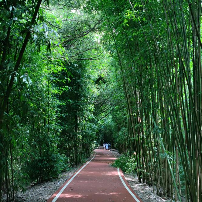 竹惠