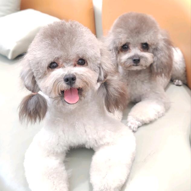 泡泡奶茶的每一天