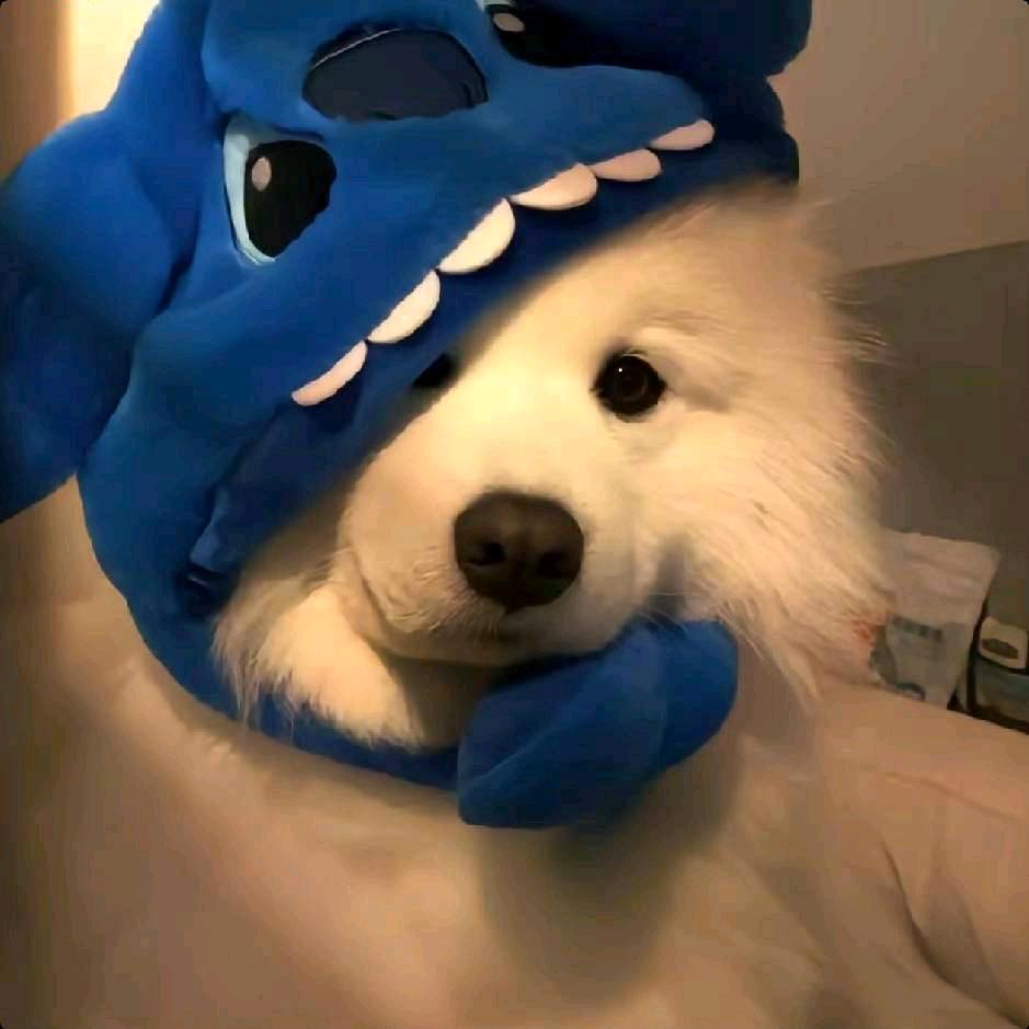 略大卫