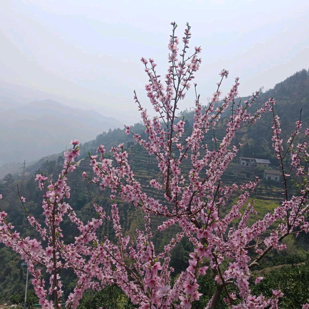 小翠