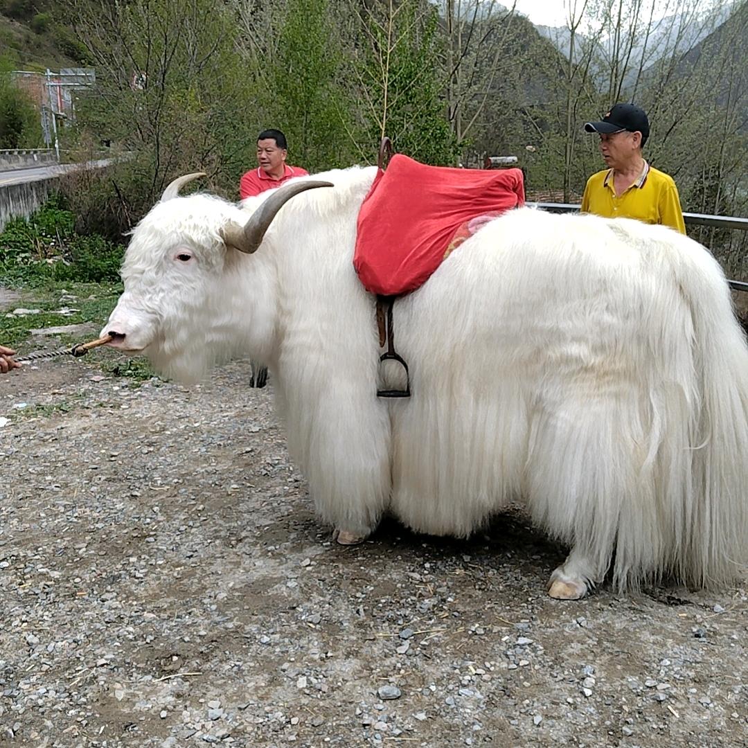 神圣