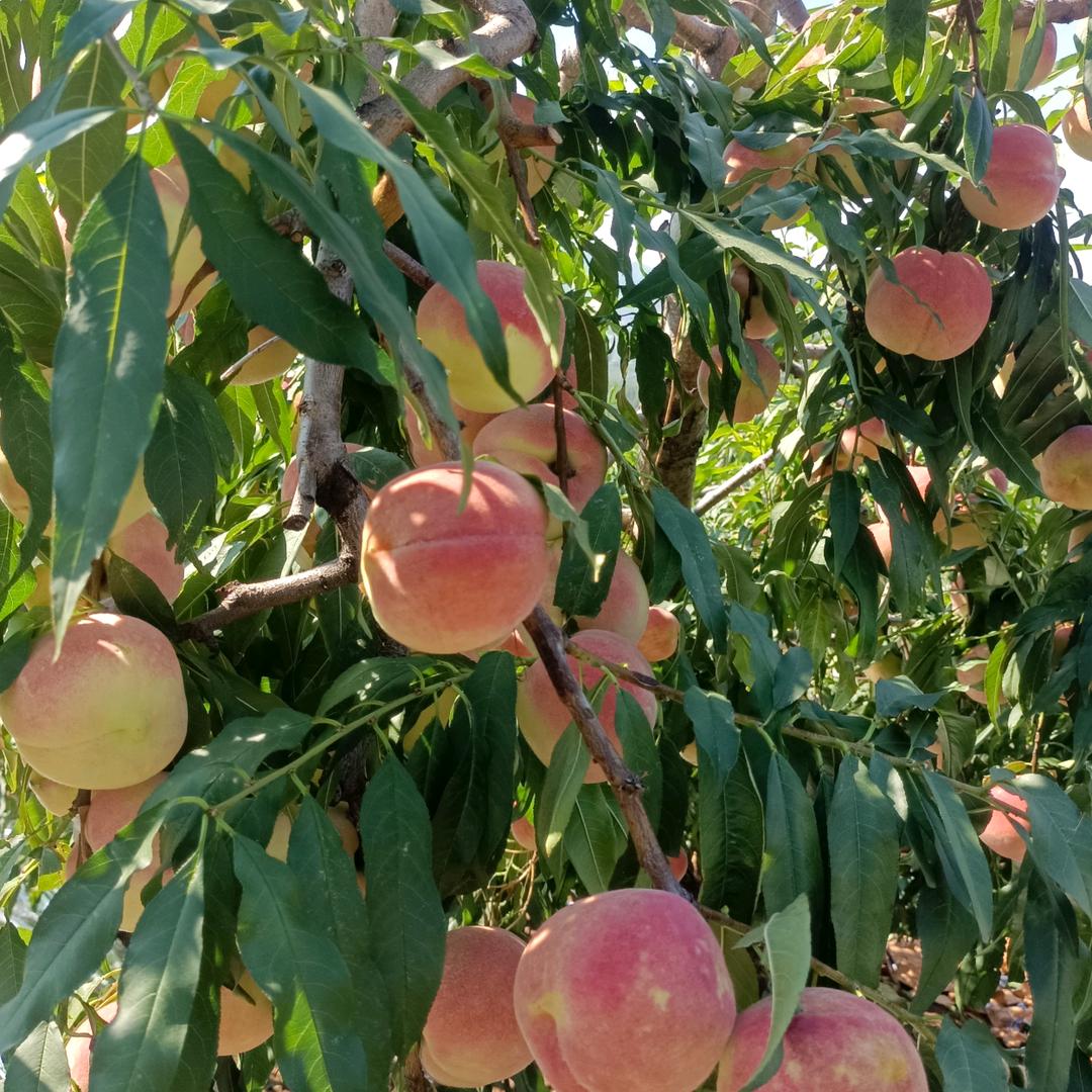 田野里的油菜花