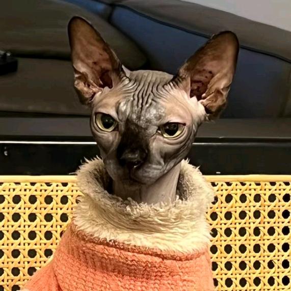 @༄ོ༊࿆专家*ꦿ