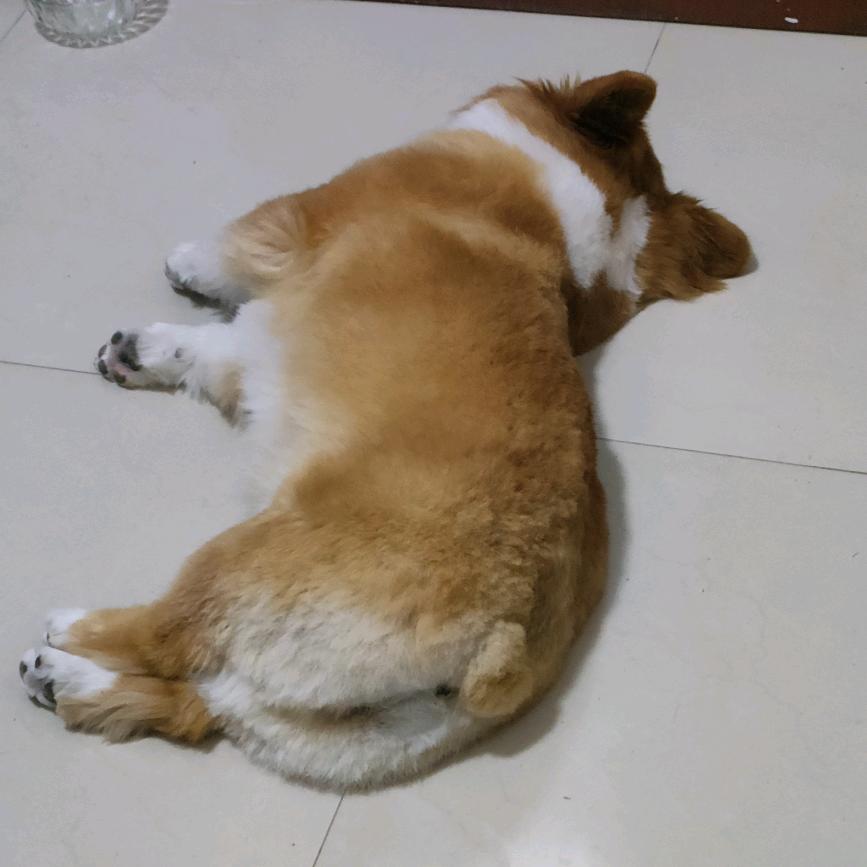 吐司小熊🧸