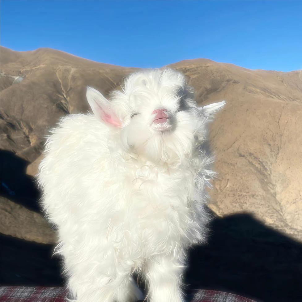 是咩咩？