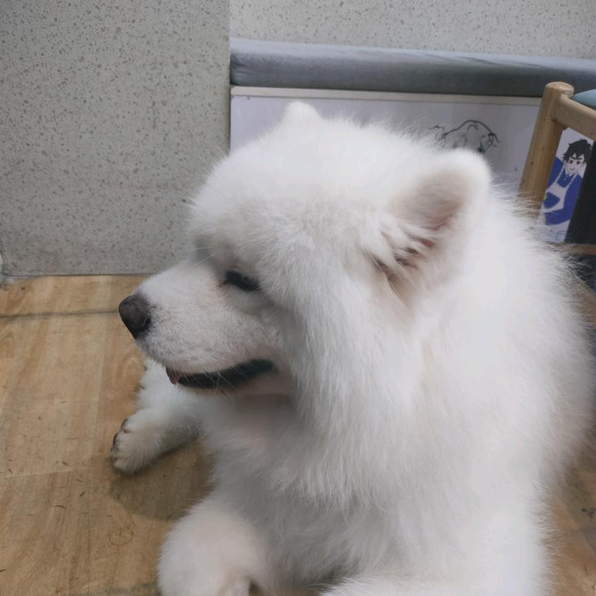 🐾小丽姐