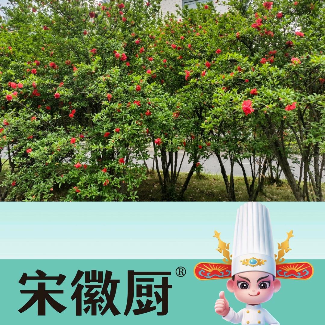 荷色琴声