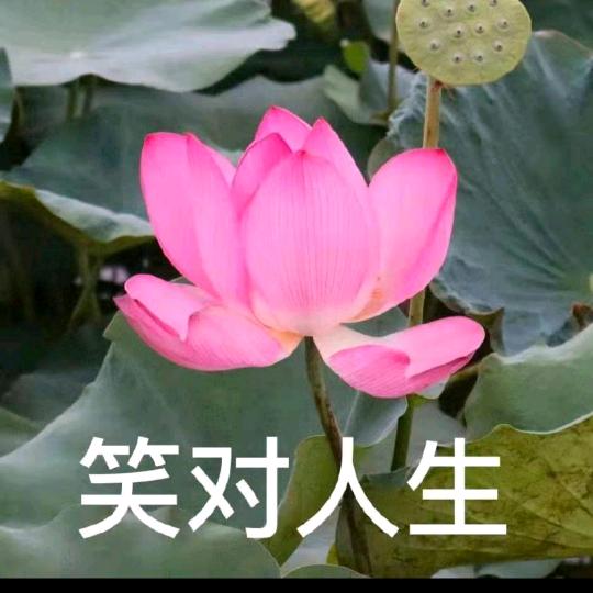 金色枫叶