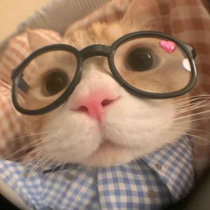 眼镜喵
