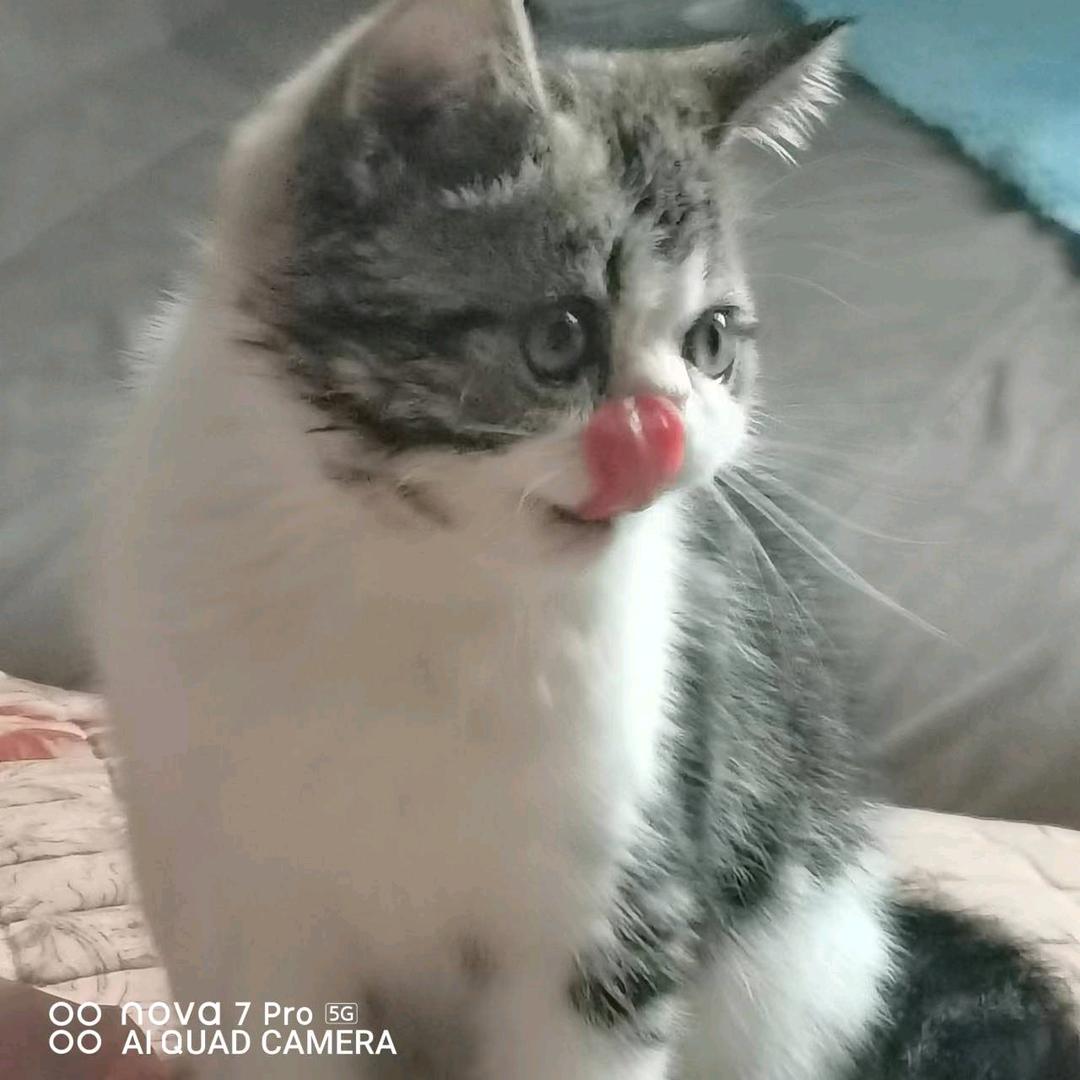 彩红