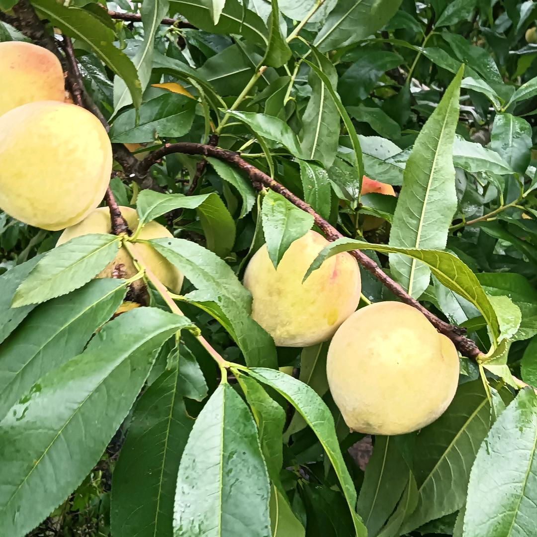 黔江,小吴