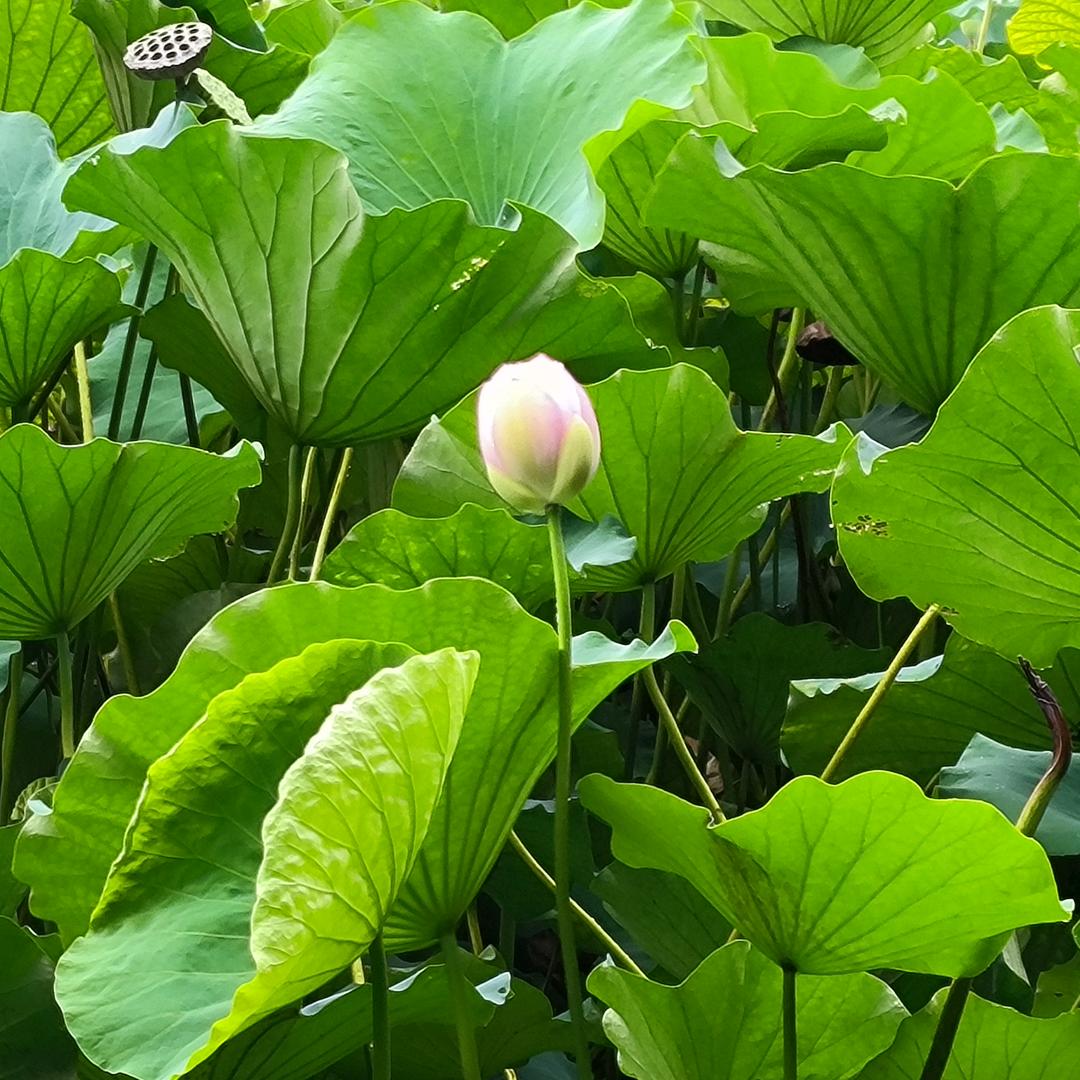 涟渏