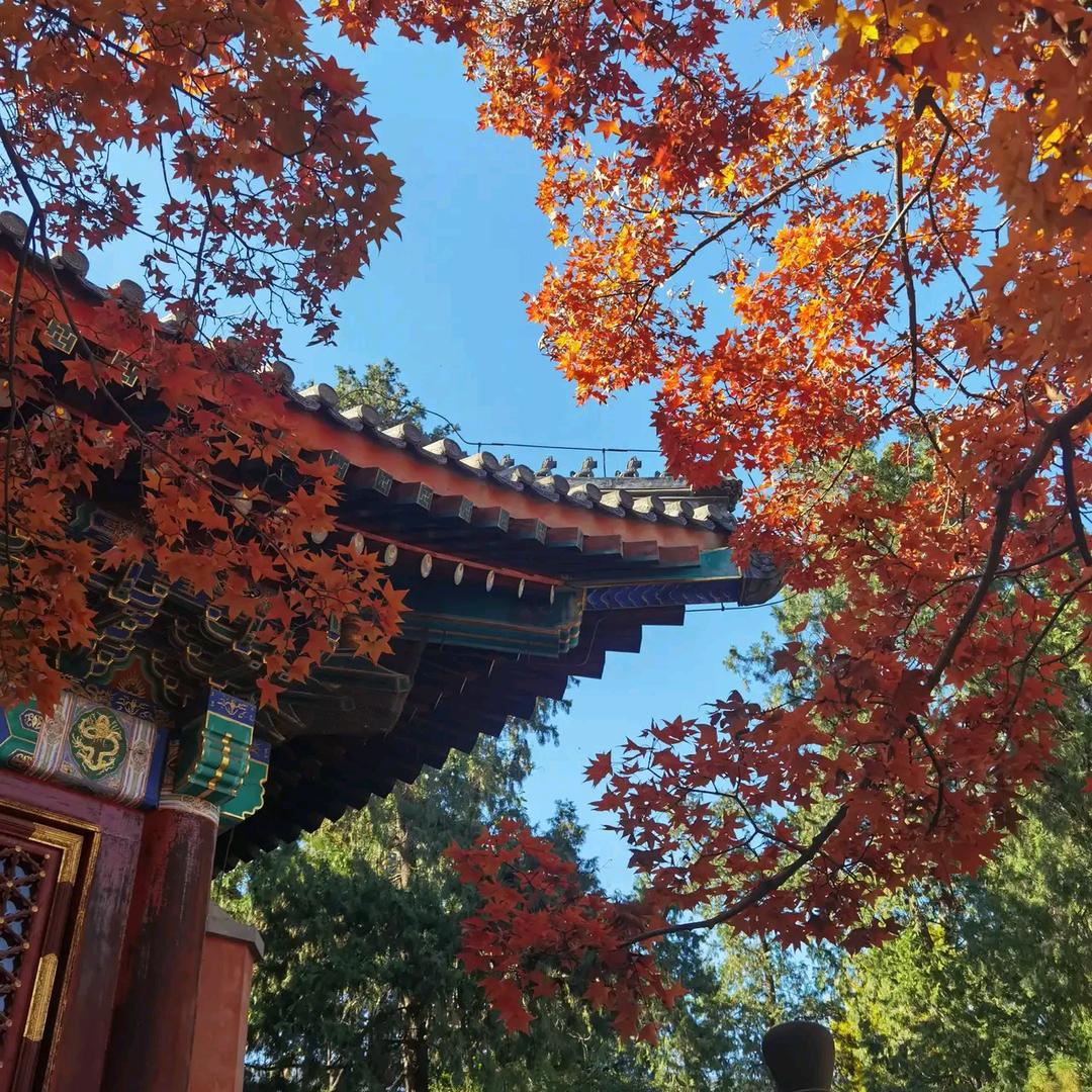 陆扬