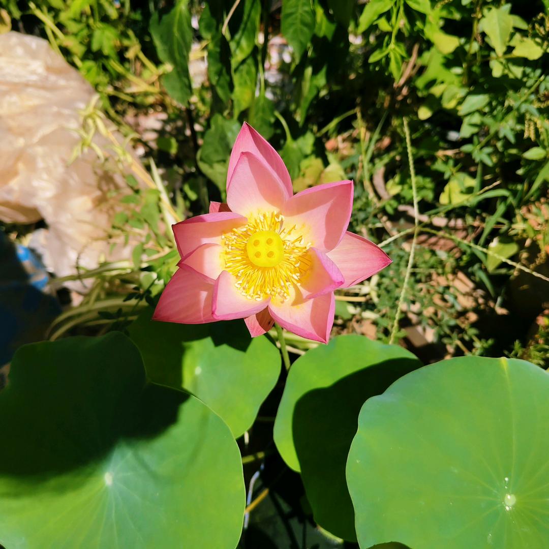 🌻晨阳🌻