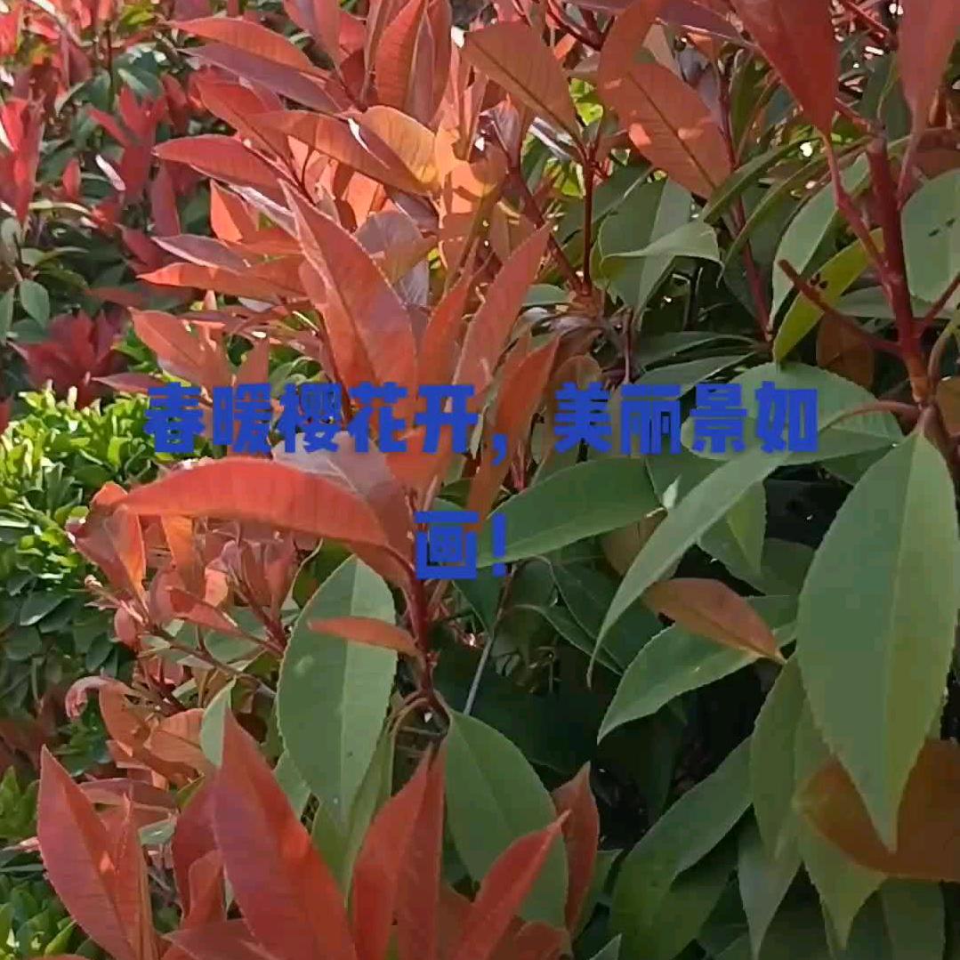 喜开心