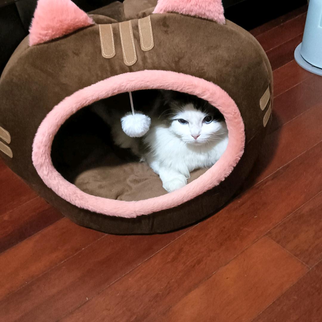 流浪的猫