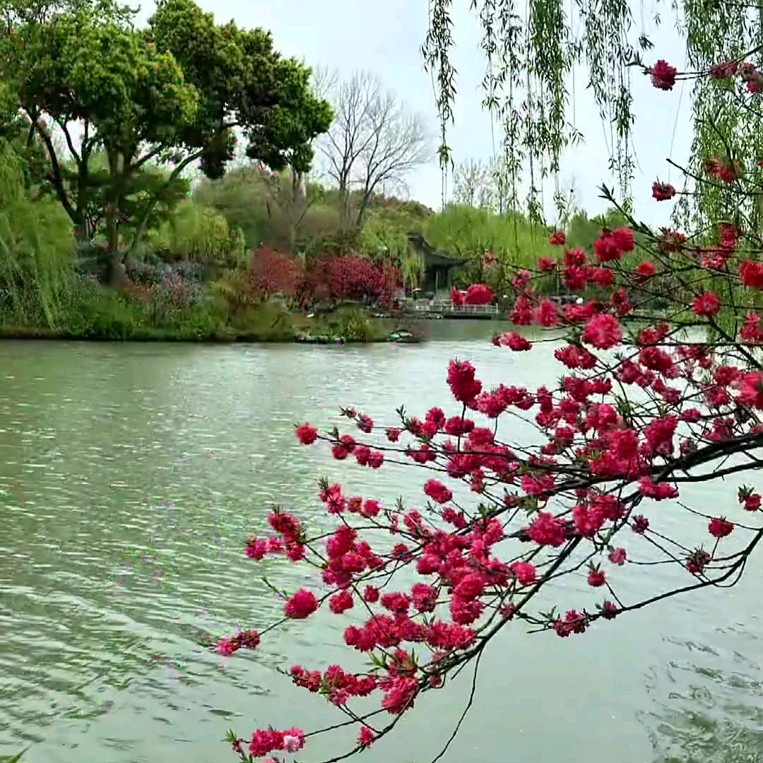 春会来