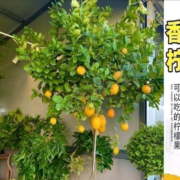 荣宝狮王果树苗木