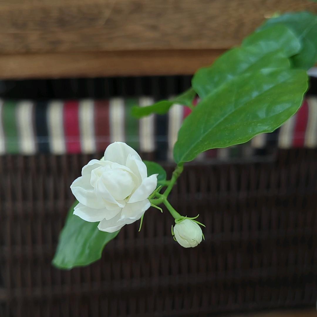 默茉