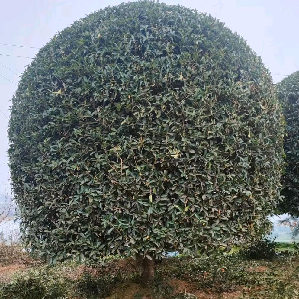 专业绿化供苗承接绿化工程种植，养护一条龙