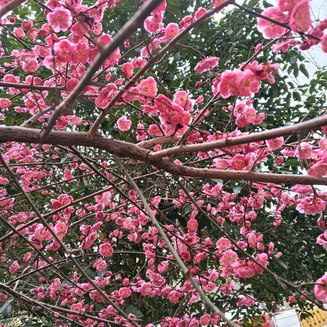 三月桃花开