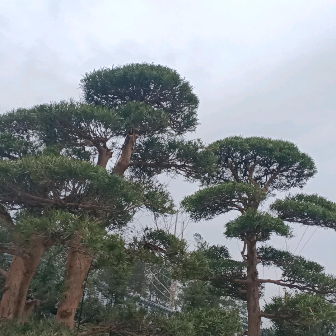 轻舟万重山