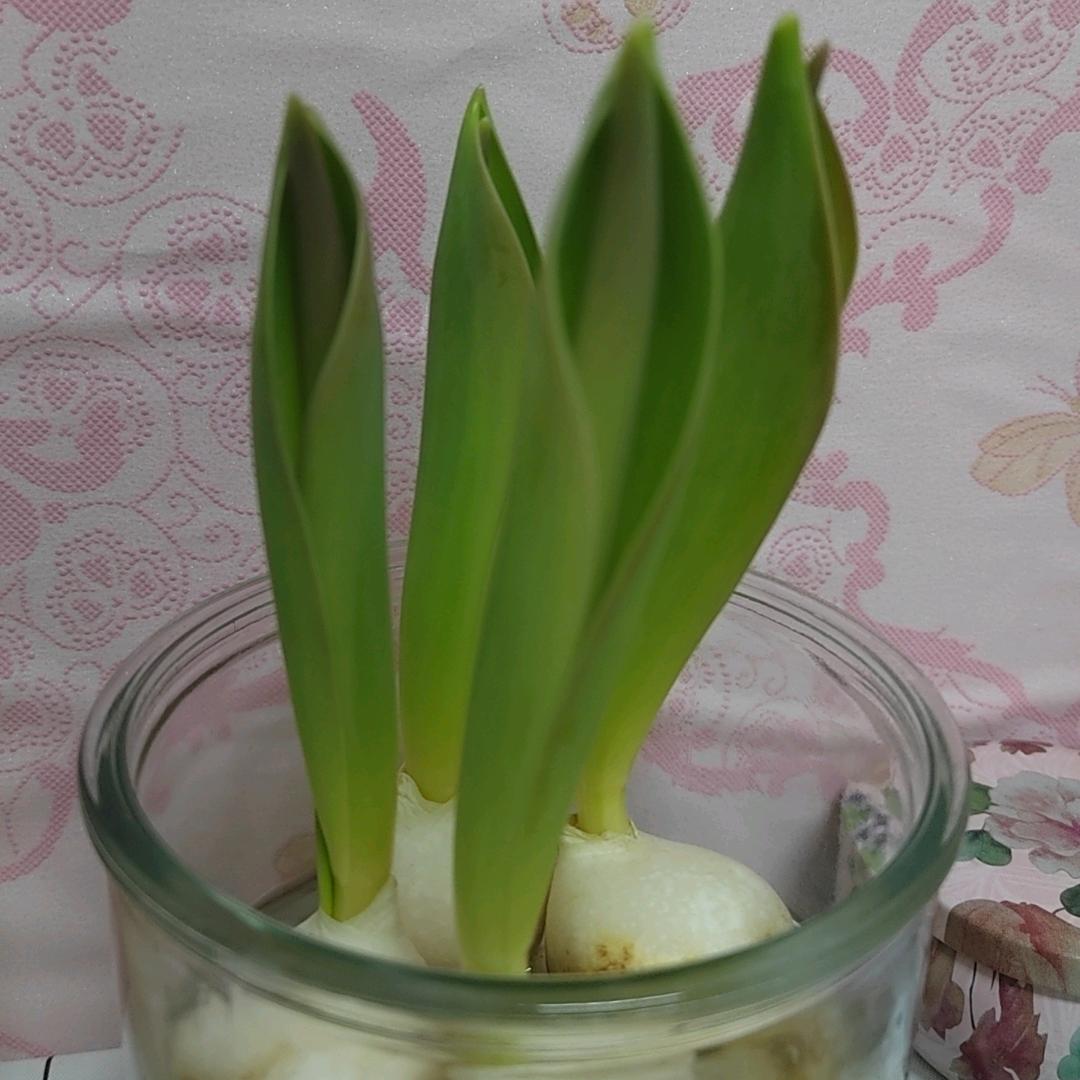 四季平安安
