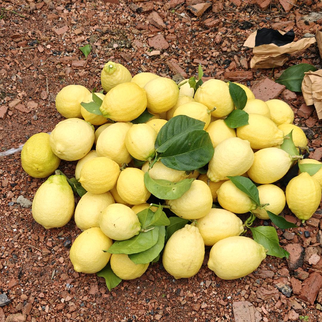 小柠檬，大格局。