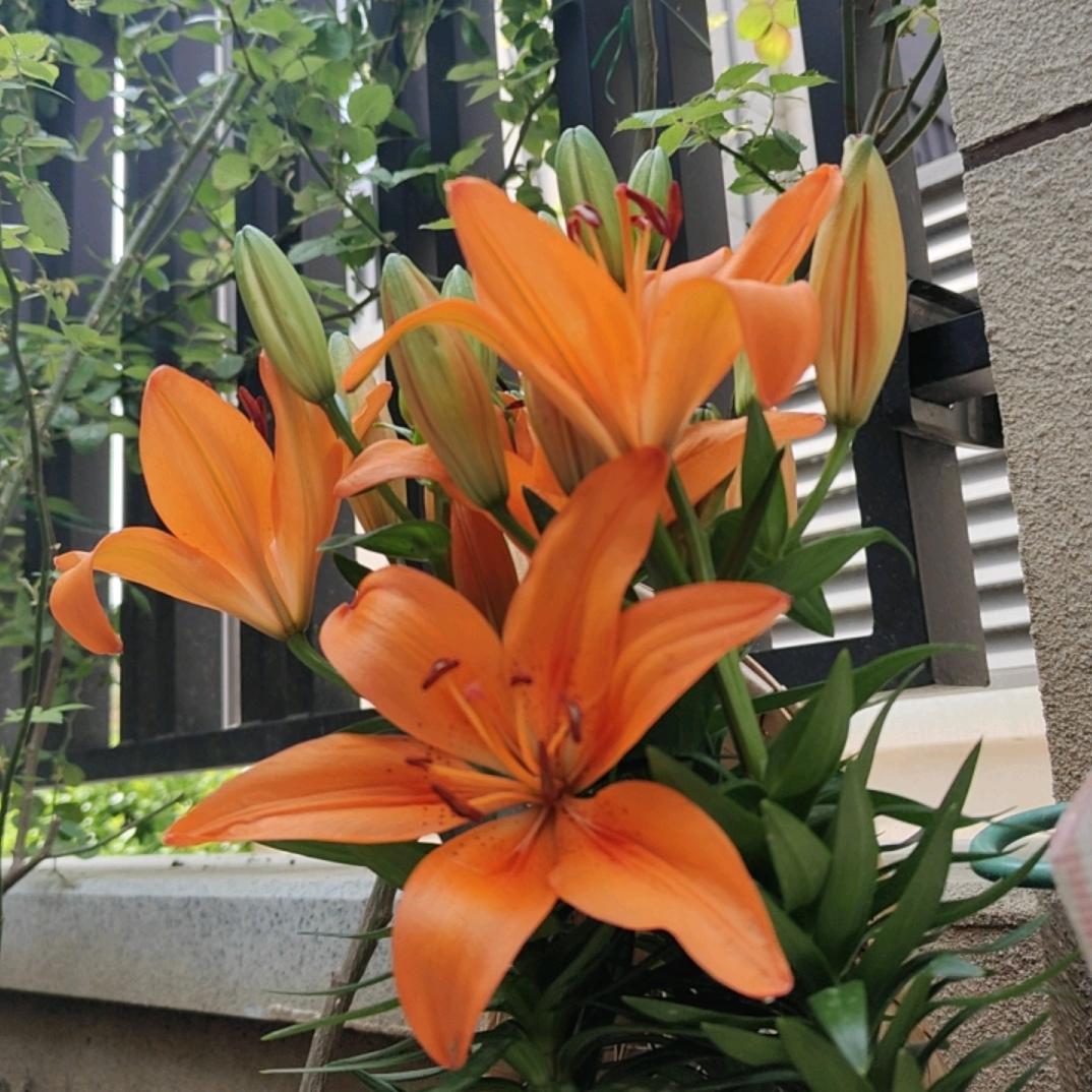 linfenxiaoxi