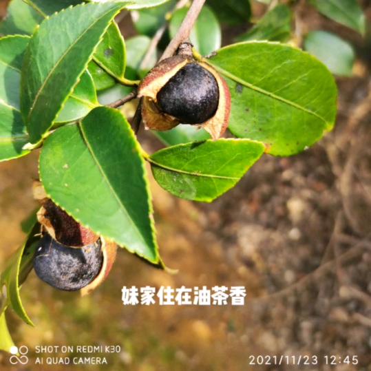 百色有机茶油  小罗