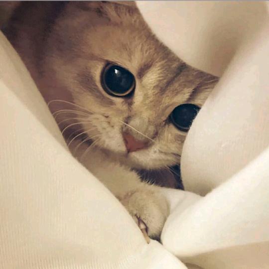 龘蝨