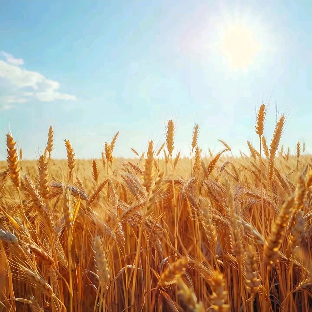 寿司 饭团  糖葫芦