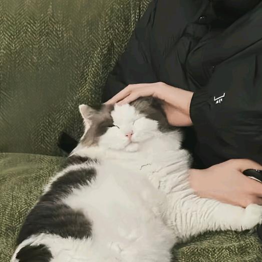 手里猫 ಣ🦈