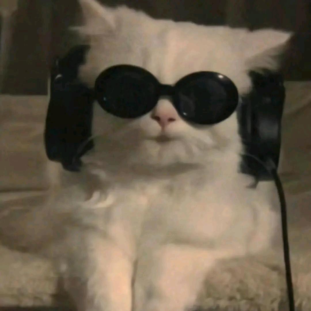 喜欢小猫.
