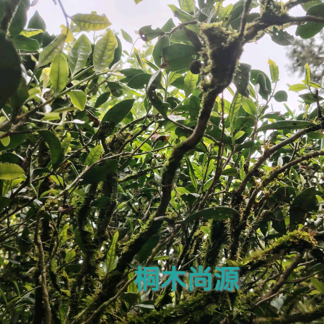 桐木尚源