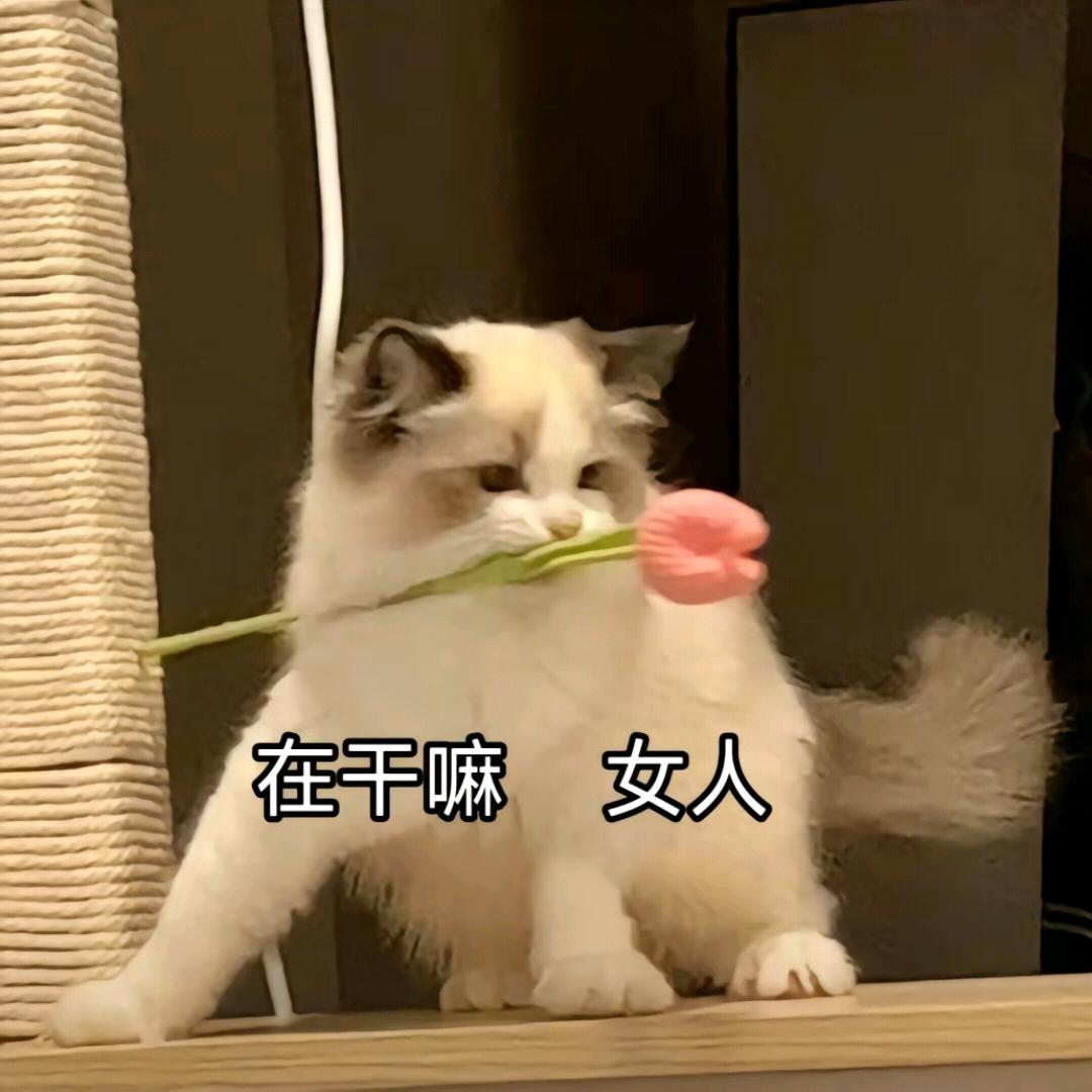 哇哈哈！