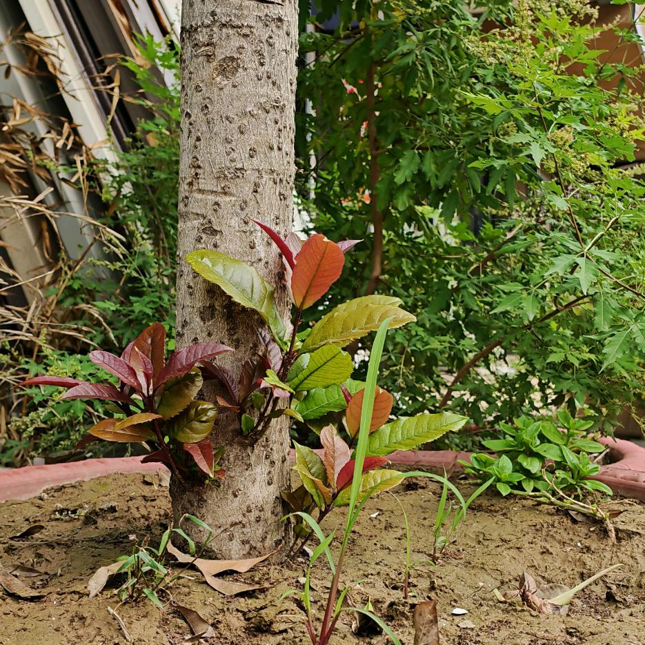 洛阳皇朝习得坤