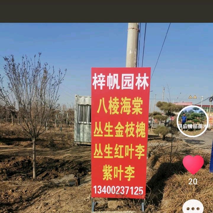 定州梓帆园林绿化工程有限公司