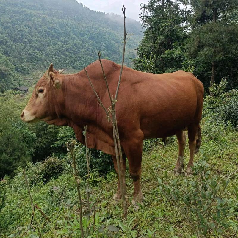 种草牛牛