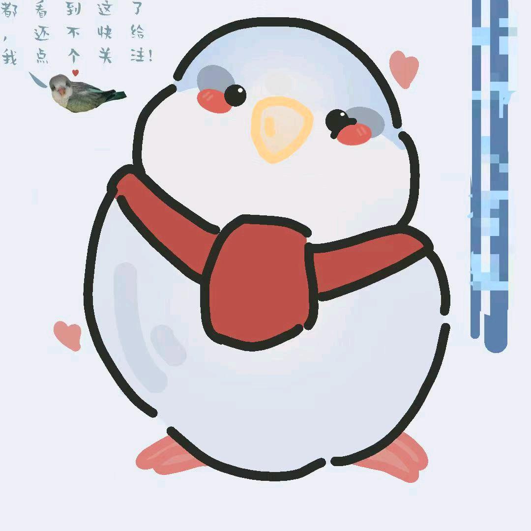 鹦鹉小白