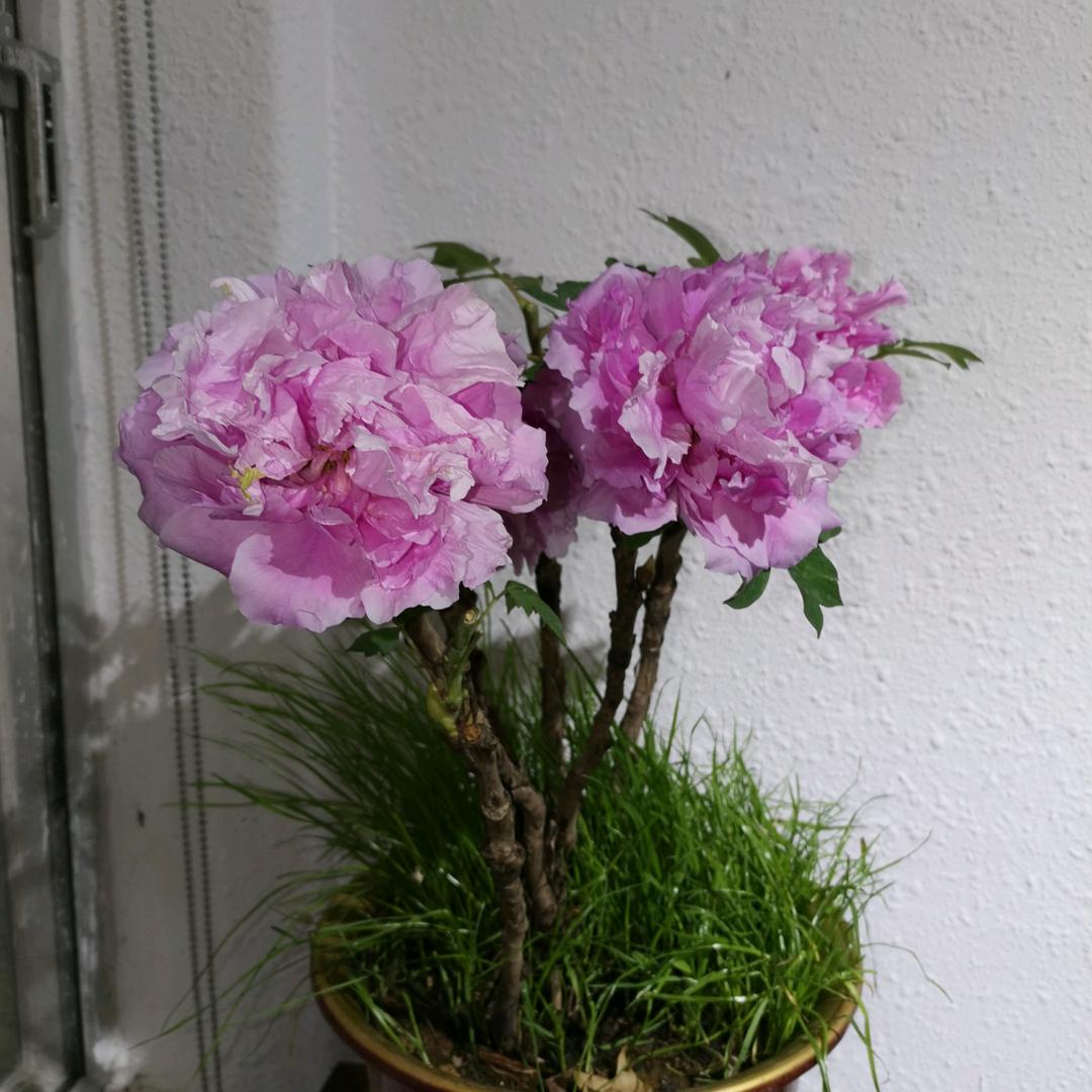 苏月