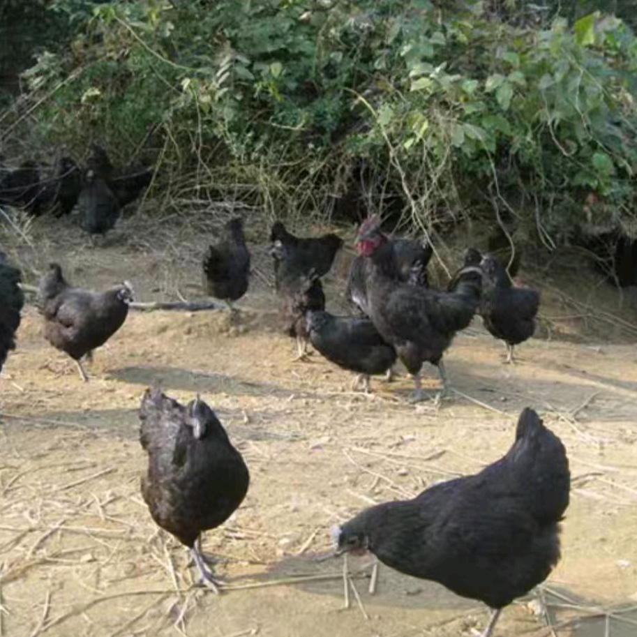凤翔区老黑乌鸡蛋