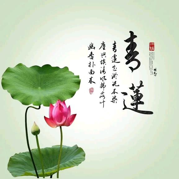 青莲