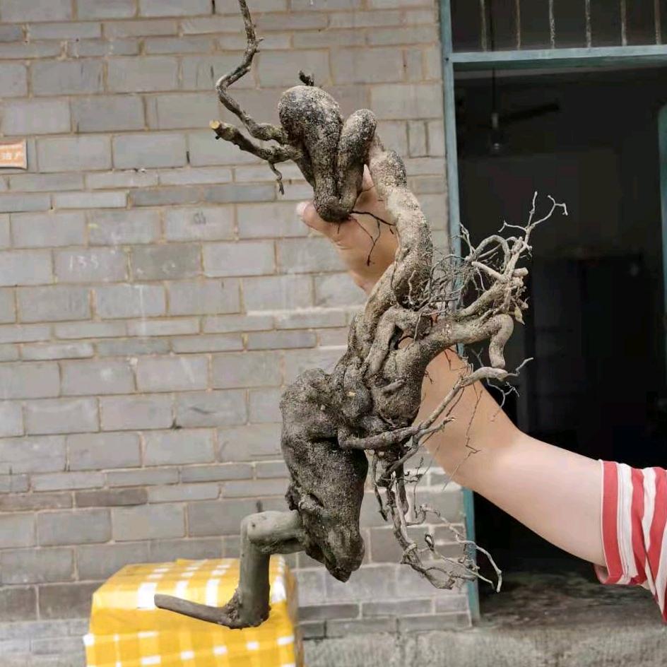 坤雨金弹子小余