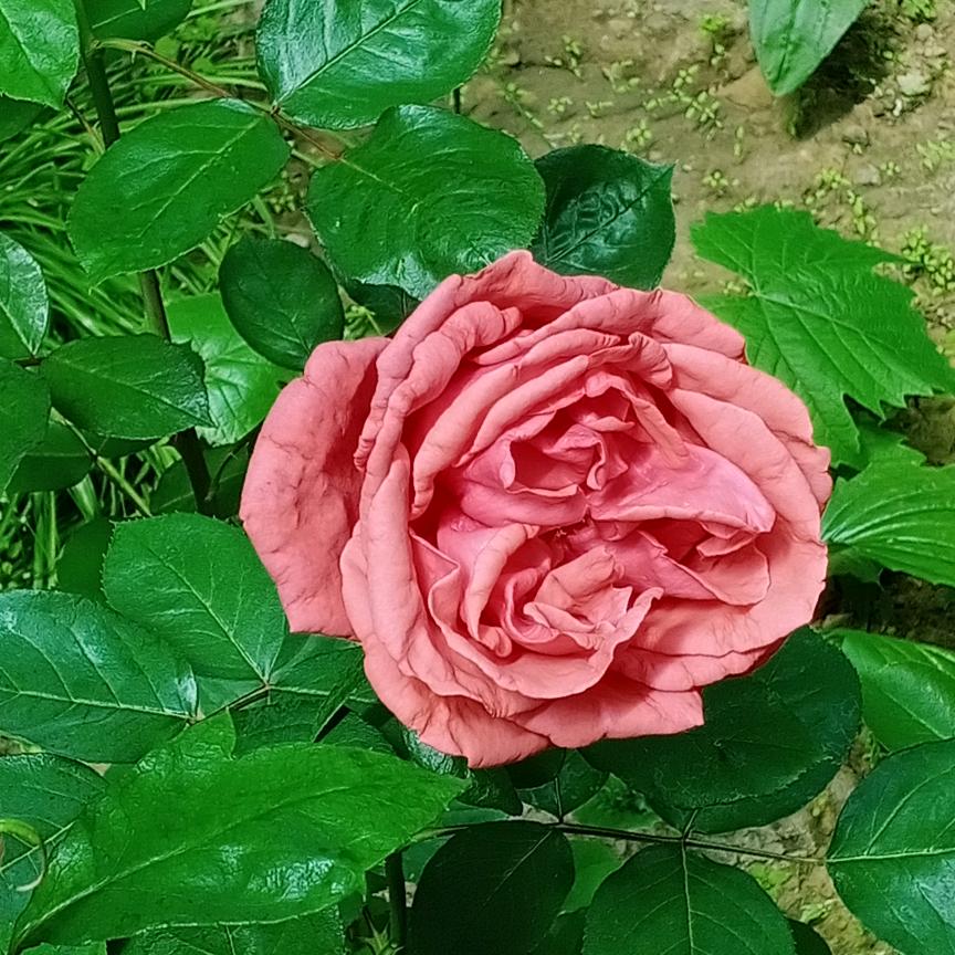 💞流金岁月