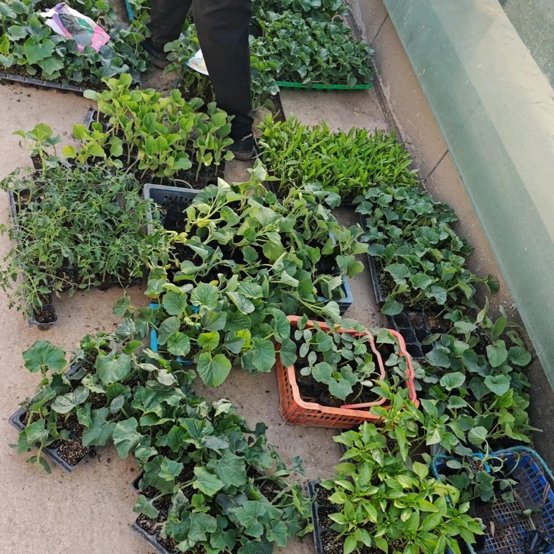 木木柏