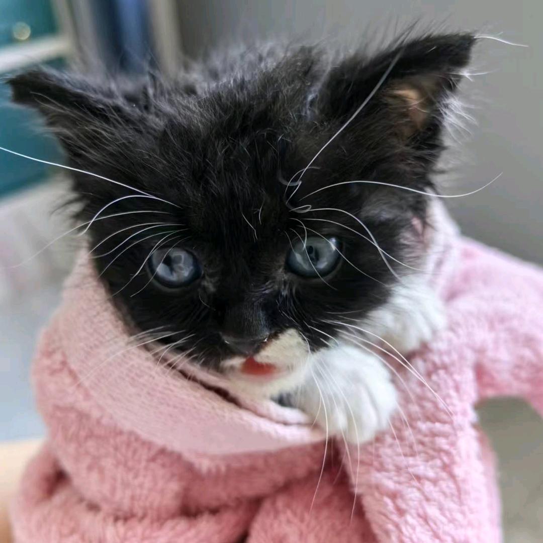 猫咪情缘
