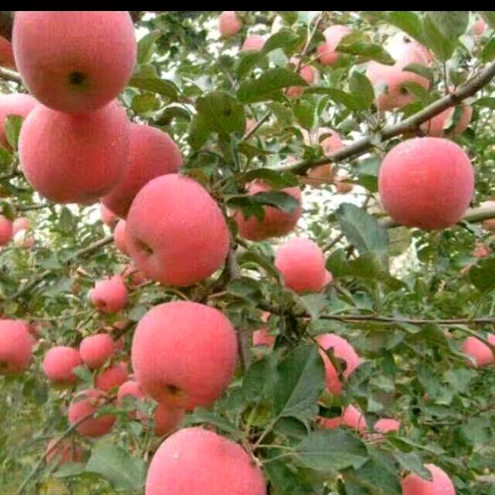 一生平安就是福👬🍎🍎🍎🍎