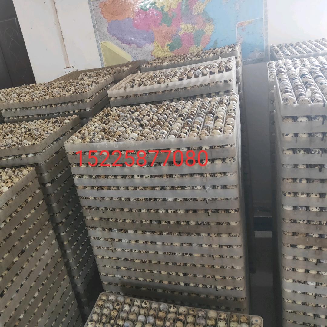 供应鹌鹑苗，青年鹌鹑（冯鑫潮）