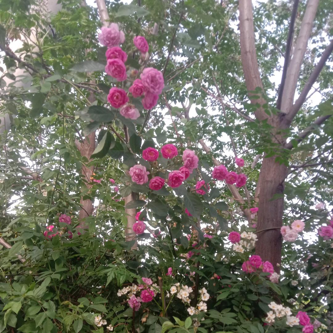 古能干